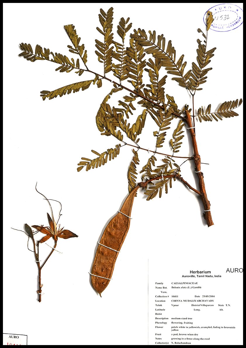 Dry herbarium images